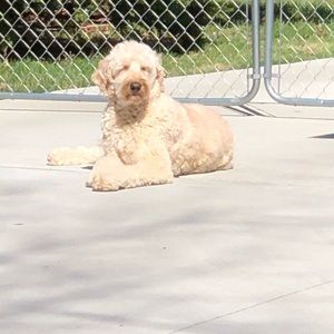 Meet your Posher, Joan